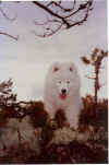 docu0016v.JPG (62853 byte)