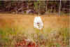 docu0019v.JPG (89424 byte)