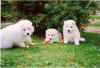 docu0023v.JPG (80693 byte)