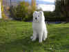 IM000095.jpg (335318 byte)
