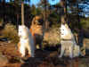 IM000119.jpg (311076 byte)