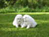IM000336.jpg (339953 byte)