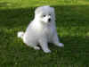 IM000341.jpg (280927 byte)